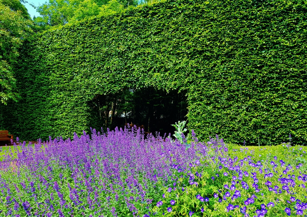 Englischer Garten, Cottage Garten, Hecke, Heckenbogen, Gartenhecke, Botanischer Garten Edinburgh, Royal Botanic Garden Edinburgh