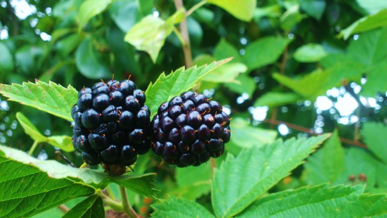 Brombeeren schneiden – Tipps und Infos zum Schnitt