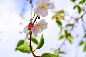 Kirschblüte | © gruenes-archiv.de