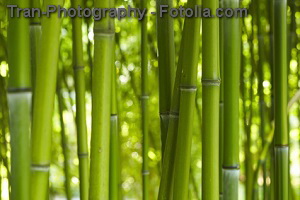 © Tran-Photography - Fotolia.com