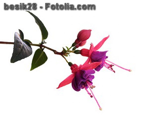 © besik28 - Fotolia.com