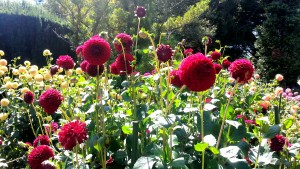 rote Dahlien (gefüllt)