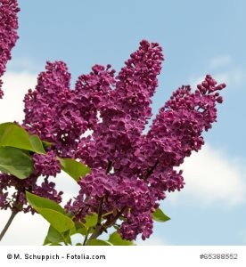 © M. Schuppich - Fotolia.com