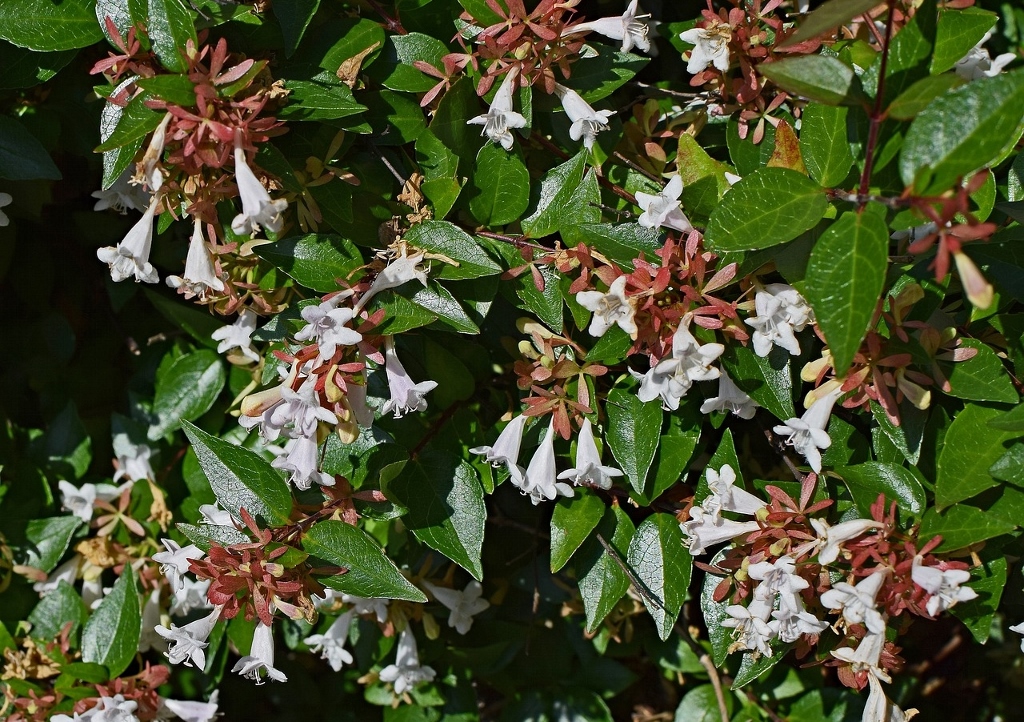Abelie, Abelia, Großblütige Abelie, Abelia ×grandiflora