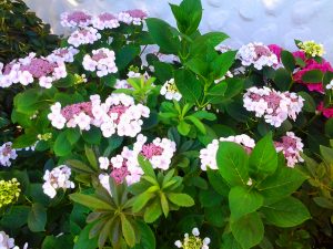 Hortensie 'Blue Wave' |© gruenes-archiv.de