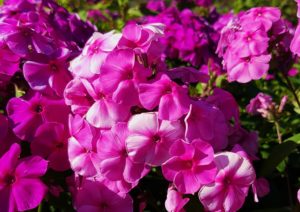 Flammenblume, Phlox, rosa Phlox, rosa Blüten, Phlox Blüten