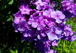 Flammenblume, Phlox, violetter Phlox, violette Blüten, Phlox Blüten