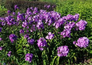 Phlox, Stauden-Phlox, Phlox paniculata