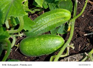© M. Schuppich - Fotolia.com