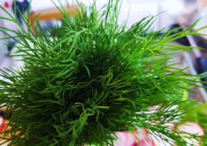 Dill, Dillkraut, Dillfenchel, Gurkenkraut, Anethum, Anethum graveolens