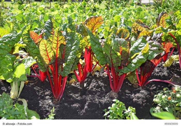 © alisseja - Fotolia.com