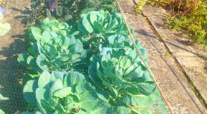 Rosenkohl unterm Gemüseschutznetz | © gruenes-archiv.de