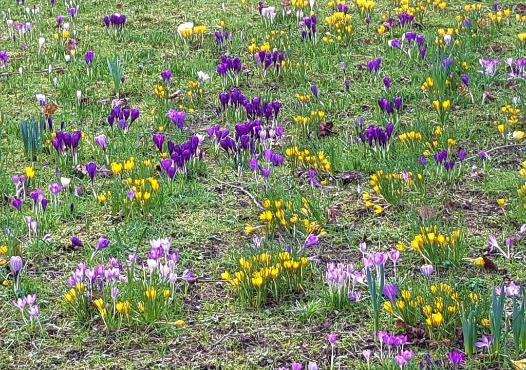 Krokus, Krokusse, Crocus, Frühlingskrokus, Glasgow Botanic Garden