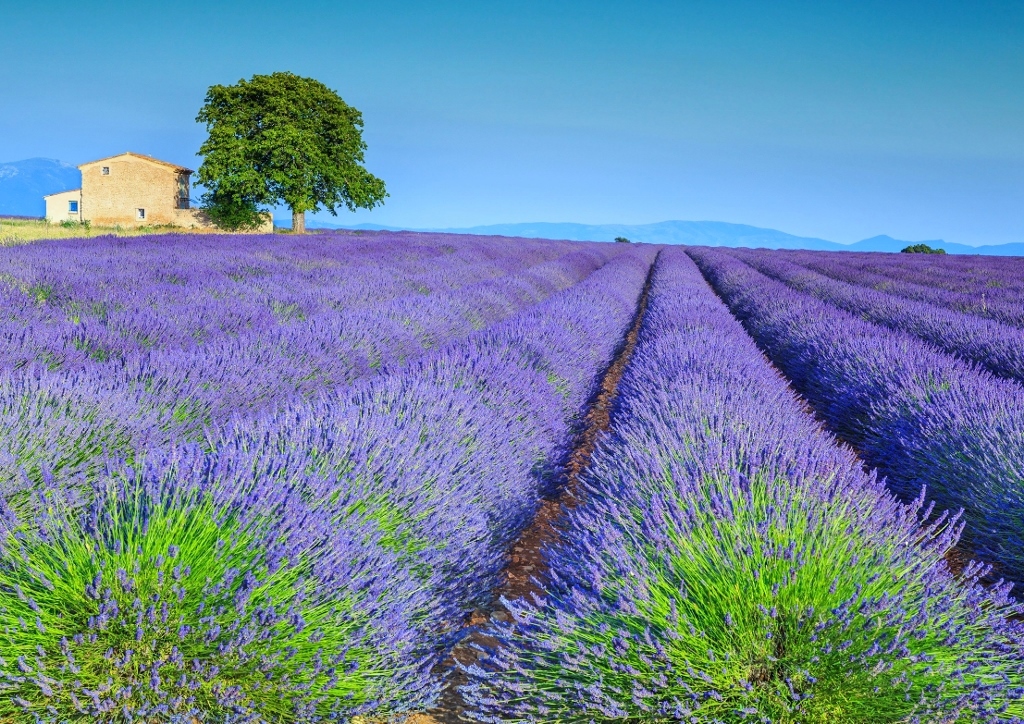 Lavendel, Lavendelfeld, Provence, Lavendel pflanzen