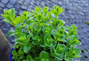 Minze, Minzen, Pfefferminze, Mentha, Mentha piperita