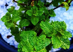Minze, Minzen, Pfefferminze, Mentha, Mentha piperita