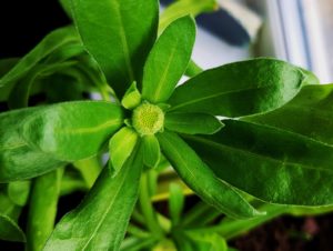 Ringelblume, Ringelblumen, Calendula, Ringelblumenknospe