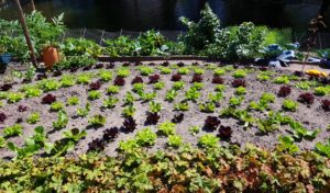 Salat, Salate, Gartensalat, Lactuca, Kopfsalat, Schnittsalat, Lollo rosso, Römersalat, Eichblattsalat