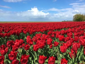 Tulpen, Tulpe, Tulipa, Tulpenbeet