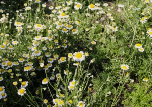 Kamille, Kamillen, Matricaria, Kamillenblüte, Kamillenblüten, Echte Kamille
