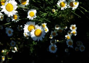 Kamille, Kamillen, Matricaria, Kamillenblüte, Kamillenblüten, Echte Kamille, Chamaemelum, Chamaemelum nobile, Römische Kamille