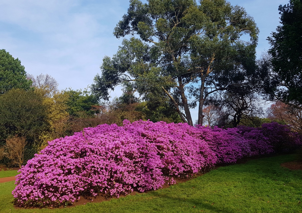 Rhododendron pflanzen, Rhododendron, Rhododendren, Blüte, Blüten, Rhododendronblüte, Rhododendronblüten, Royal Botanic Garden Edinburgh