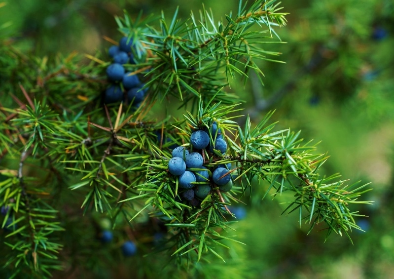 Wacholder, Juniperus, Juniperus communis, Wacholderbeeren