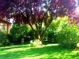 Licht und Schatten im Garten
