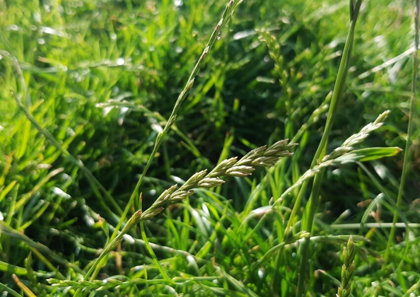 Gräser, Schwingelgras, Festuca, Rotschwingel, Festuca rubra, Rohrschwingel, Festuca arundinacea