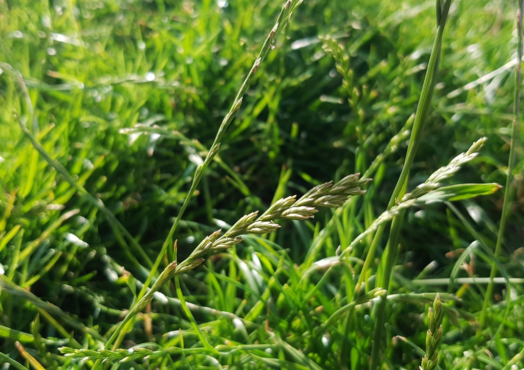 Gräser, Süßgräser, Süßgrasgewächse, Schwingelgras, Festuca, Rotschwingel, Festuca rubra, Rohrschwingel, Festuca arundinacea, Lolium arundinaceum