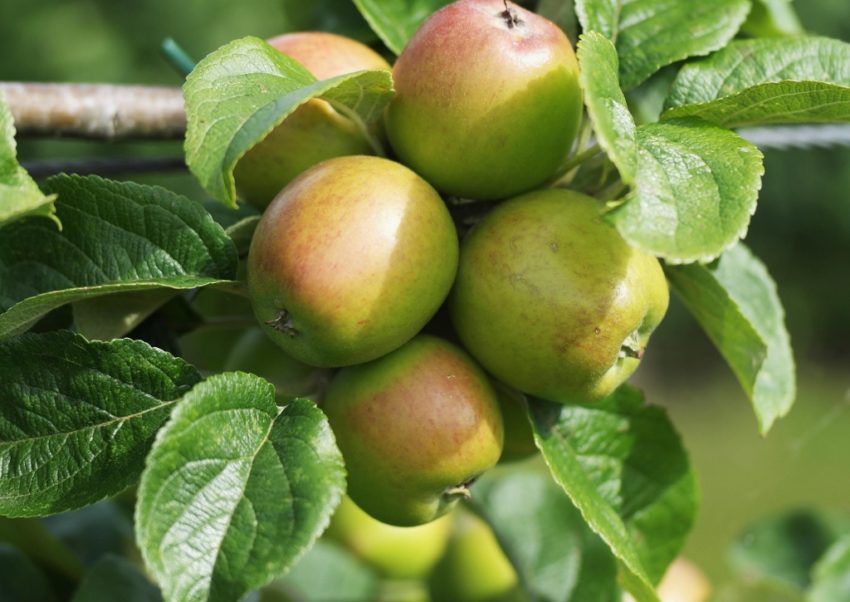 Apfel, Äfpel, Apfelbaum, Apfelbäume, Malus, Kulturapfel, Malus domestica