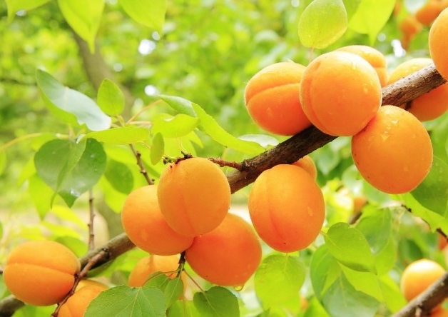 Aprikose, Aprikosen, Aprikosenbaum, Aprikosenbäume, Marille, Marillen, Prunus, Prunus armeniaca