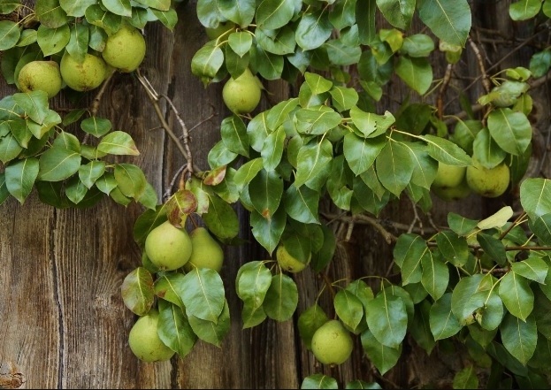 Birne, Birnen, Birnbaum, Birnbäume, Pyrus