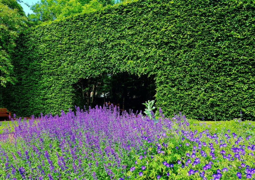 Heckenpflanzen, Englischer Garten, Cottage Garten, Hecke, Heckenbogen, Gartenhecke, Botanischer Garten Edinburgh, Royal Botanic Garden Edinburgh