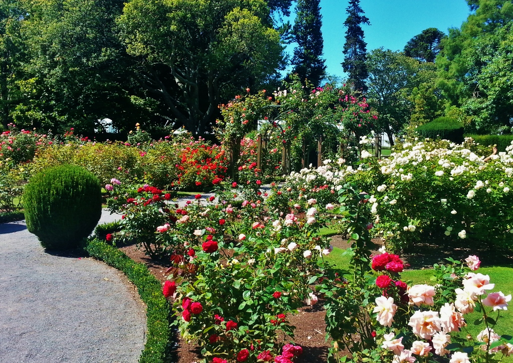 Englischer Garten, Rosengarten, Rosenhain, Rosen