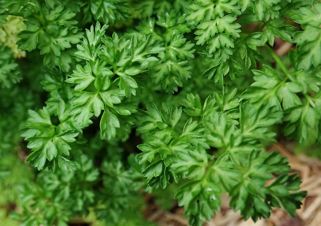 Kerbel, Gartenkerbel, Anthriscus, Anthriscus cerefolium