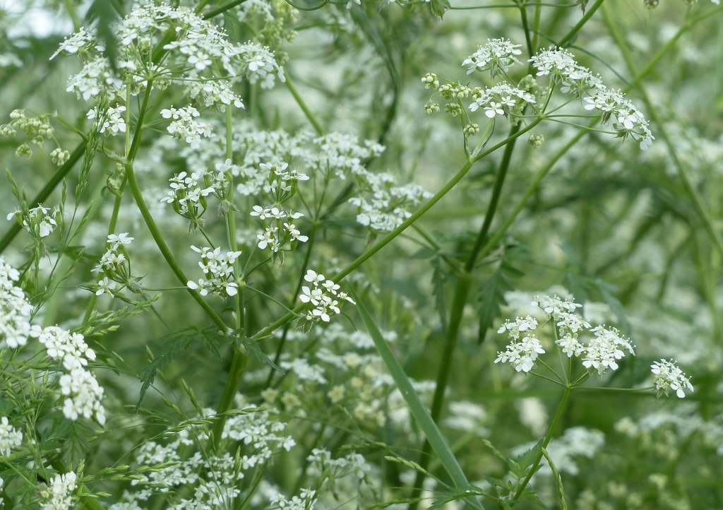 Kerbel, Wiesenkerbel, Anthriscus, Anthriscus sylvestris