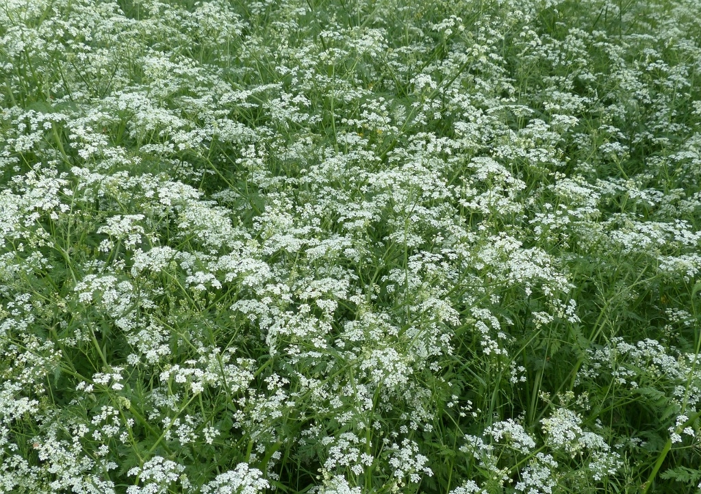 Kerbel, Wiesenkerbel, Anthriscus, Anthriscus sylvestris