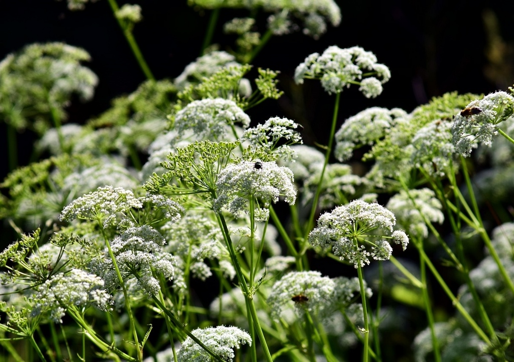 Kerbel, Wiesenkerbel, Anthriscus, Anthriscus sylvestris