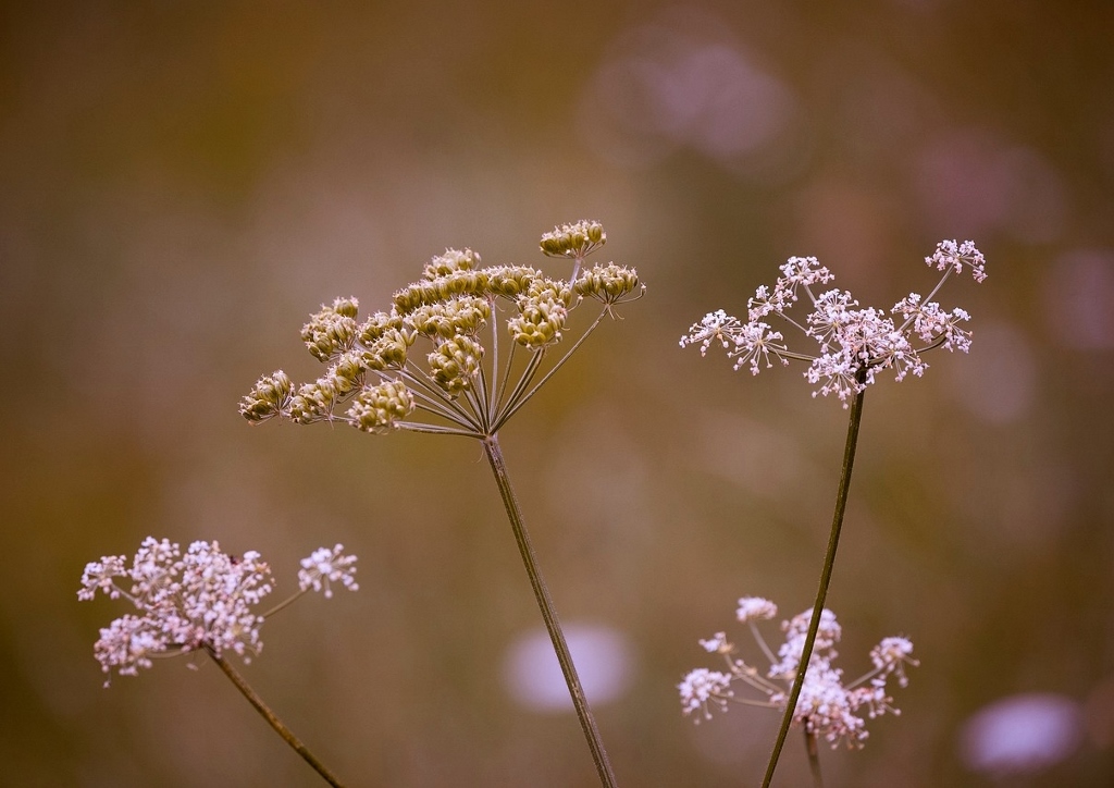 Kerbel, Wiesenkerbel, Anthriscus, Anthriscus sylvestris, Purpur-Wiesenkerbel, Ravenswing