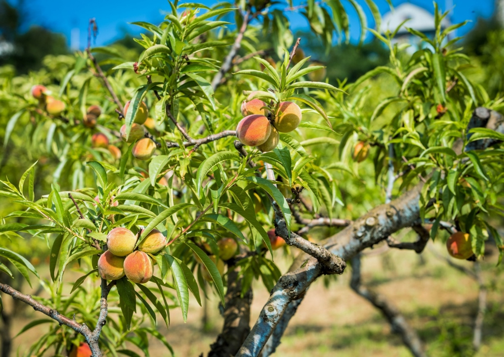 Pfirsich, Pfirsiche, Pfirsichbaum