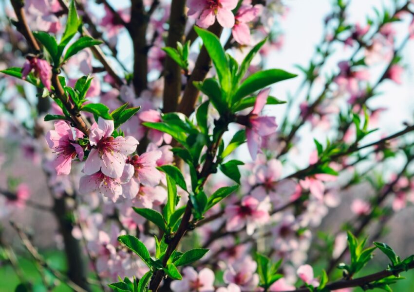 Pfirsich, Pfirsich pflanzen, Pfirsichblüte, Gartenarbeit im Frühling