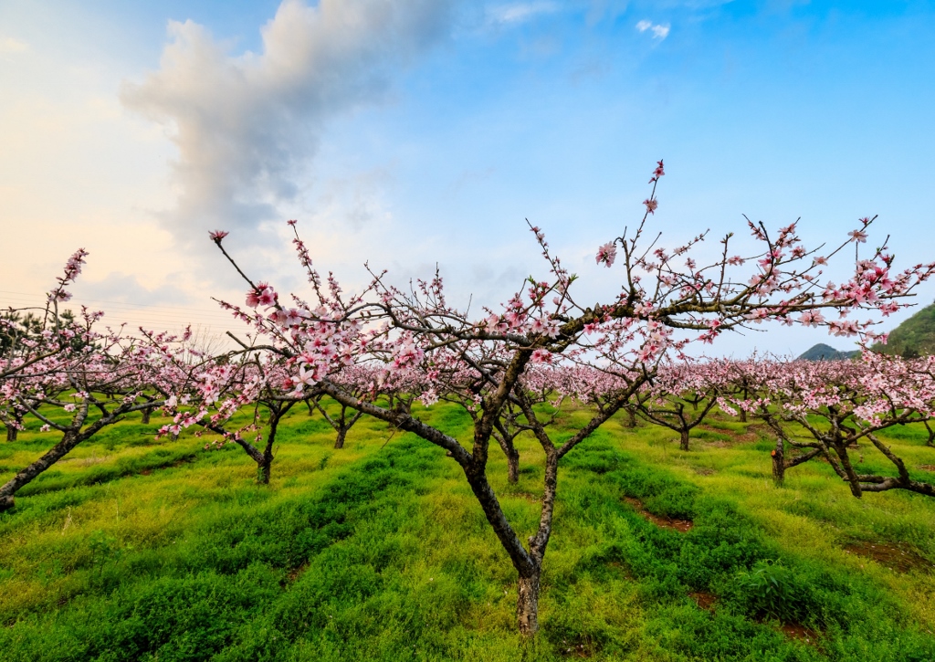 Pfirsich pflanzen, Pfirsich, Pfirsiche, Pfirsichblüte, Pfirsichhain
