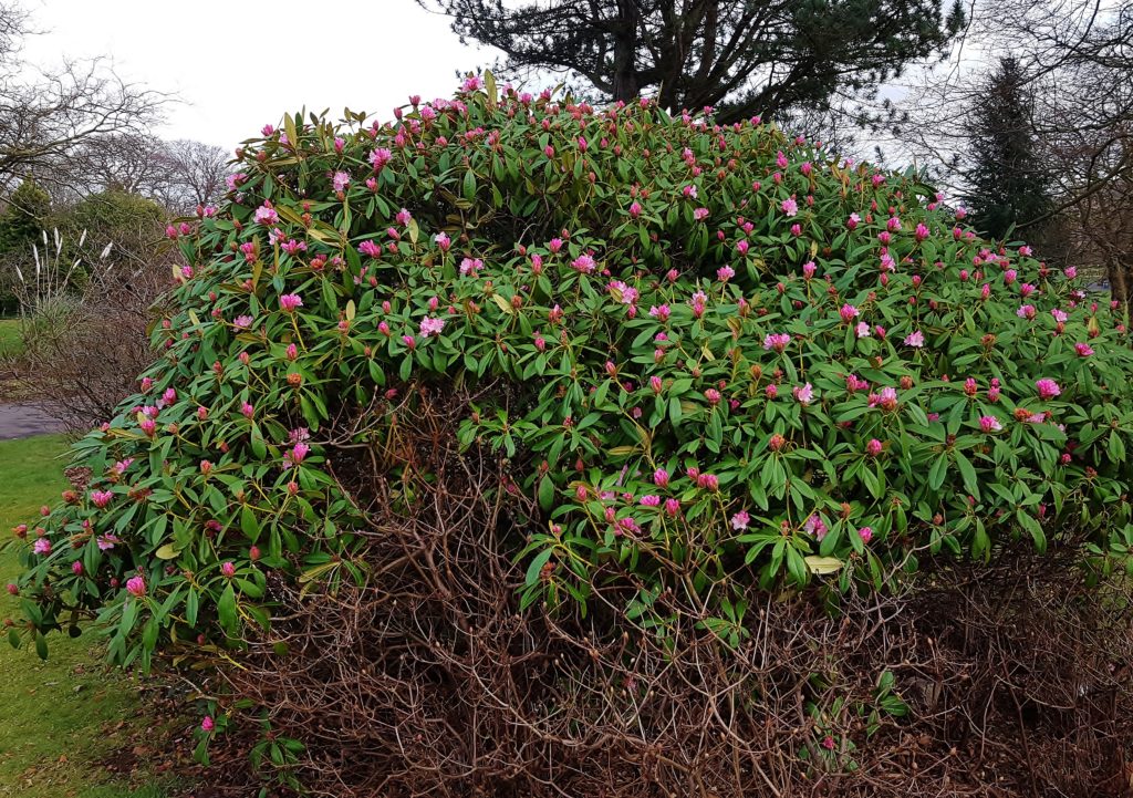 Rhododendron, Rhododendren, Rhododendronstrauch