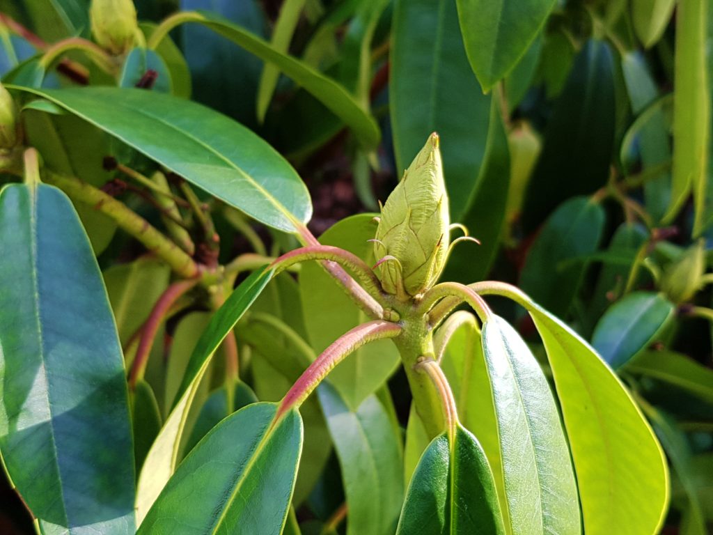 Rhododendron, Rhododendren, Rhododendronknospe