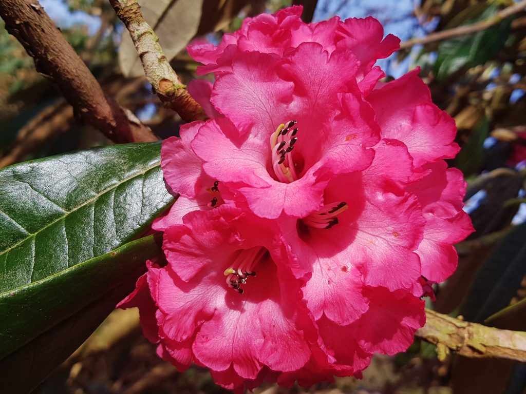 Heidekrautgewächse, Ericaceae, Rhododendron, Rhododendren, Blüte, Blüten, Rhododendronblüte, Rhododendronblüten