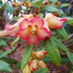 Rhododendron, Rhododendren, Blüte, Blüten, Rhododendronblüte, Rhododendronblüten