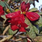 Rhododendron, Rhododendren, Blüte, Blüten, Rhododendronblüte, Rhododendronblüten