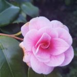 Rhododendron, Rhododendren, Blüte, Blüten, Rhododendronblüte, Rhododendronblüten