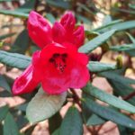Rhododendron, Rhododendren, Blüte, Blüten, Rhododendronblüte, Rhododendronblüten